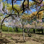 藤棚　沢山の花