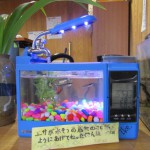 学童の部屋にも新しい水槽です。