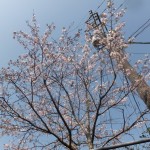 センターの駐車場の桜