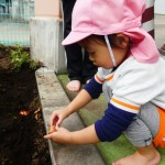 ちゅうりっぷの球根植え